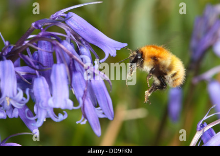 Common Carder Bumblebee, Bombus pascuorum, nectaring on Bluebell, Endemyon nonscriptus Stock Photo