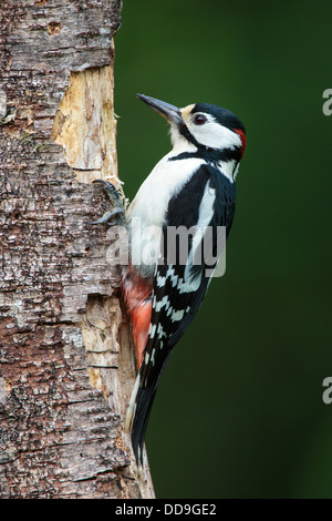 Male Great Spotted Woodpecker Dendrocopos major Stock Photo
