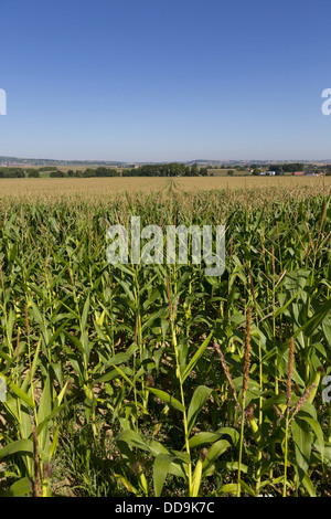 Corn Field near Obernai in the Alsace, France Stock Photo