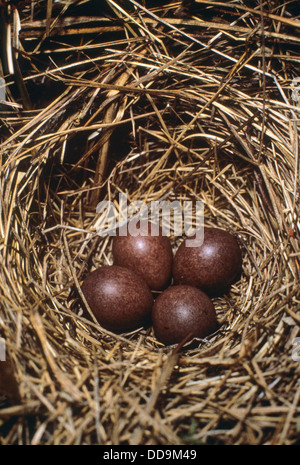 Tree pipit, nest, eggs, Baumpieper, Baumpieper, Baum-Pieper, Ei, Eier, Gelege im Nest, Anthus trivialis Stock Photo