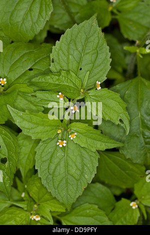 Shaggy Soldier, hairy galinsoga, fringed quickweed, Behaartes Franzosenkraut, Behaartes Knopfkraut, Galinsoga ciliata