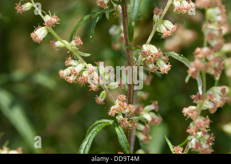 Mugwort, Common wormwood, Gewöhnlicher Beifuß, Beifuss, Artemisia vulgaris Stock Photo