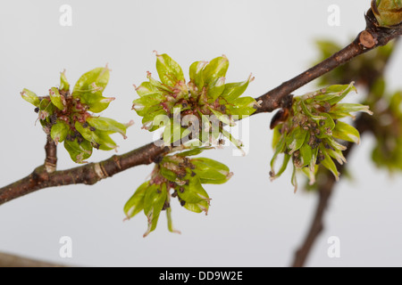 Wych Elm, Scots Elm, blossoms, Berg-Ulme, Bergulme, Blüten, Ulme, Ulmus glabra, Ulmus scabra, Ulmus montana Stock Photo
