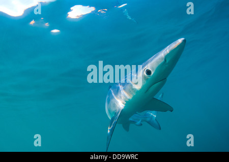 A blue shark (Prionace glauca) off the coast of Cornwall Stock Photo