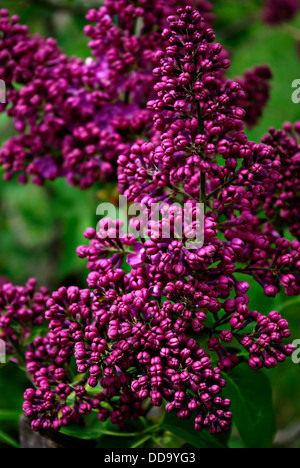 The purple color of wild hyacinths in the grass on a mountain meadow. Stock Photo