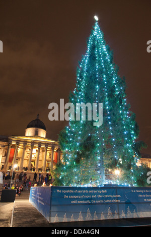 Trafalgar Square Christmas Tree, typically a 50-60 year old Norwegian spruce, generally over 20 metres tall, London, UK Stock Photo