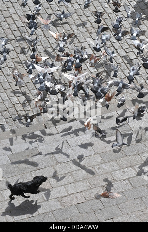 A dog chasing the pigeons across San Francisco Square. Stock Photo