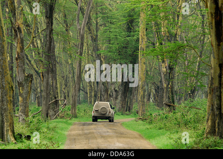 Four wheeler surrounded by acacia trees, Acacia xanthophloea. Stock Photo