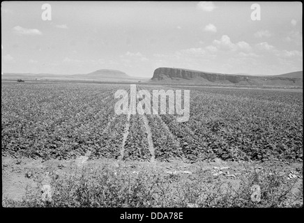 Tule Lake Segregation Center, Newell, California. This field of turnips at the Tule Lake Center was . . . - - 539577 Stock Photo