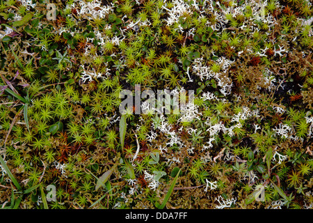 Colourful mixture of sphagnum mosses lichens and other plants forming richly detailed carpet on open moorland at 1200m in Norway Stock Photo