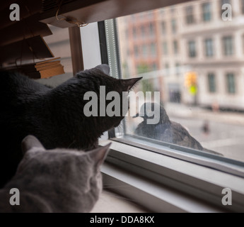 Two domestic short hair cats look out a window longingly at a pigeon perched on the windowsill Stock Photo