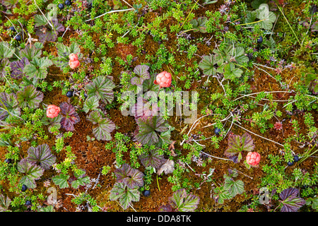 Cloudberry Rubus chamaemorus growing in high montane bogs at 100m in Jotunheimen Norway Stock Photo