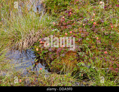 Cloudberry Rubus chamaemorus growing in high montane bog at 100m in Jotunheimen Norway Stock Photo