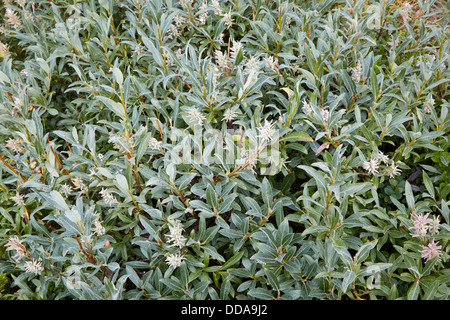 Downy Willow Salix lapponum a dwarf shrub with silky grey leaves at 1300m Jotunheimen Norway Stock Photo