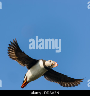 Puffin flying against clear blue sky, Mykines, Faroe Islands Stock Photo
