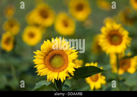 Beautiful sunflowers bloom in a sunflower field on a late summer day. Stock Photo