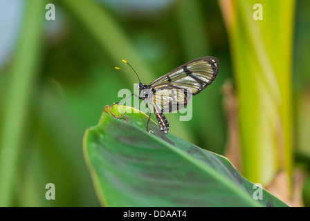 Glasswing butterfly - greta morgane oto - sitting on green leaf Stock Photo