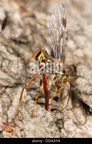 Male Giant Ichneumon (Megarhyssa macrurus) wasp attempts to inseminate a female prior to her emergence from inside a fallen log Stock Photo