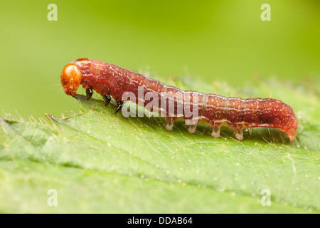 Three-spotted Sallow Moth (Eupsilia tristigmata) caterpillar (larva), early instar feeding on wild blackberry leaves. Stock Photo