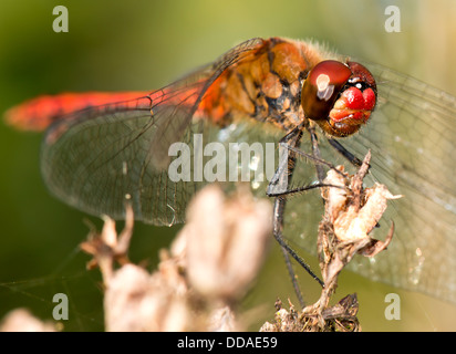 red dragonfly watches me taking his photograph