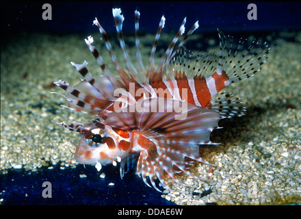 Zebra lionfish, Dendrochirus zebra,  Scorpaenidae, Indo-pacific Ocean Stock Photo
