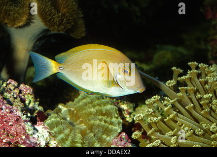 Orange band Surgeonfish, Acanthurus olivaceus, Acanthuridae, Pacific Ocean Stock Photo