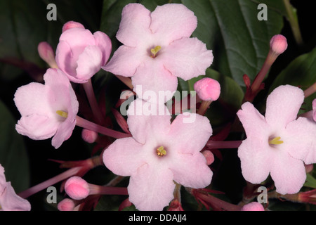 Close-up of single flower of Pink Spice/ Pince's Luculia umbel- Luculia pinceana [syn. intermedia]- Family Rubiaceae Stock Photo