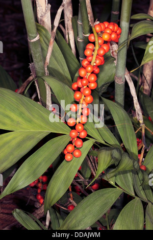 Hardy Bamboo Palm fruits - Chamaedorea microspadix- Family Areaceae Stock Photo
