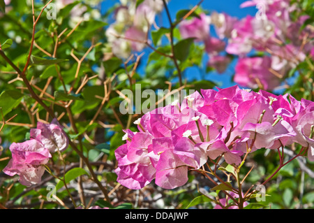 This is a nature image with bright pink Bougainvillea flowers blooming on a bush, against a bright blue sky peaking through. Stock Photo