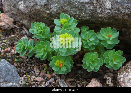 Roseroot, Rhodiola rosea, Single plant growing amongst rocks, The Cairngorms, Scotland, UK Stock Photo