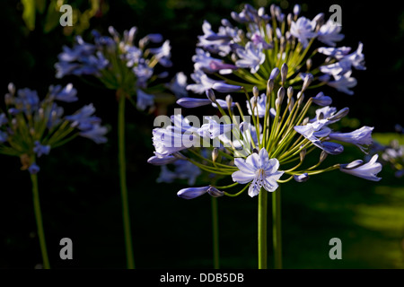 Close up of pale blue agapanthus flowers flower flowering in the garden in summer England UK United Kingdom GB Great Britain Stock Photo