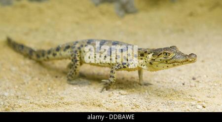 A crocodile offspring sits in its terrarium at the zoo in Hoyerswerda, Germany, 30 August 2013. In total, seven offsprings of the rare Cuban crocodiles were born at the zoo. Photo: SEBASTIAN KAHNERT Stock Photo