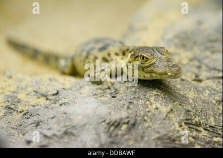 A crocodile offspring sits in its terrarium at the zoo in Hoyerswerda, Germany, 30 August 2013. In total, seven offsprings of the rare Cuban crocodiles were born at the zoo. Photo: SEBASTIAN KAHNERT Stock Photo