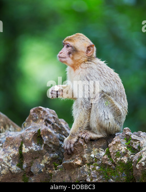 Young Barbary macaque (Macaca sylvanus) sitting on a rock in the rain Stock Photo