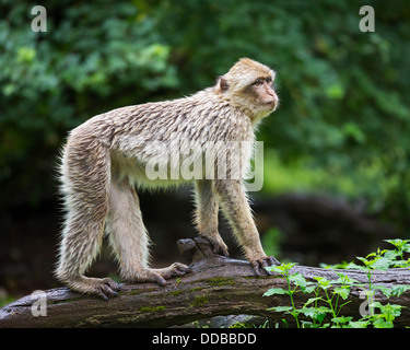 Barbary macaque (Macaca sylvanus) balancing on a fallen tree Stock Photo