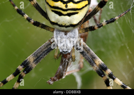 Super-detailed close-up of  female Wasp Spider (Argiope bruennichi) feeding on an insect caught in her web Stock Photo