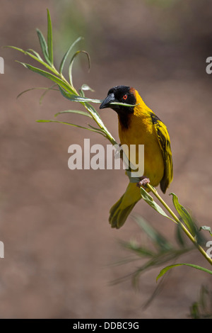 Male Black-headed Weaver with nest material Stock Photo