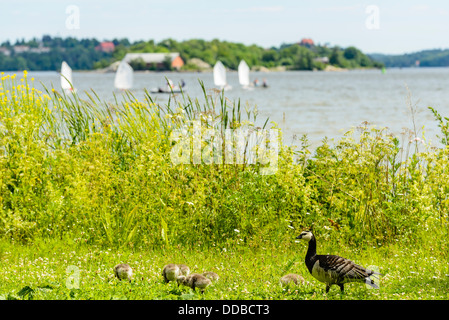 Barnacle Geese (Branta leucopsis) with young on Djurgården Stockholm Sweden with sailing dinghies on water behind Stock Photo