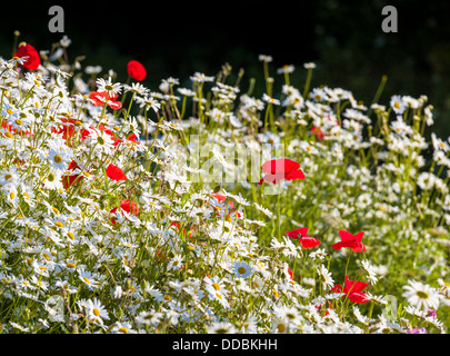 Ox eye daisies and poppies Stock Photo