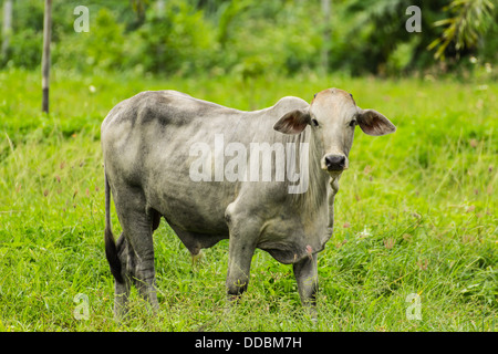 White cow eating in pasture Stock Photo