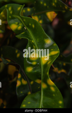 Macro croton Leaves Stock Photo