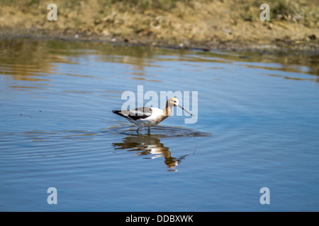 American Avocet (Recurvirostra americana) Beautiful colorful bird, dipping long bill in blue water, with mirrored reflection. Stock Photo