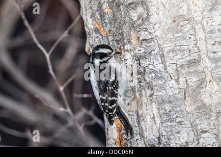 Downy Woodpecker (Picoides villosus) Pretty black and white colored clinging to tree and preparing to peck and feed Stock Photo