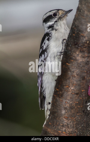 Hairy Woodpecker (Picoides villosus) Pretty black and white colored female clinging to tree and preparing to peck and feed Stock Photo