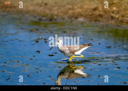 Greater Yellowlegs (Tringa melanoleuca) Walking by shore, in the blue water looking for food. Perfect reflection Stock Photo