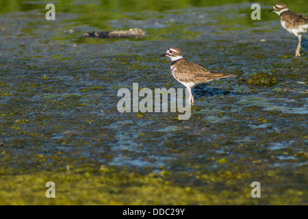 Killdeer (Charadrius vociferus) Pretty and colorful bird standing, on the shoreline, part of its natural habitat Stock Photo