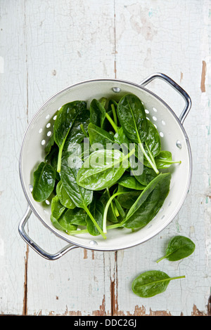 Young spinach in colander Stock Photo