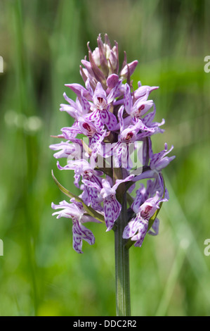 Common spotted orchid, Dactylorhiza fuchsii, flowering spike in rough grassland Stock Photo