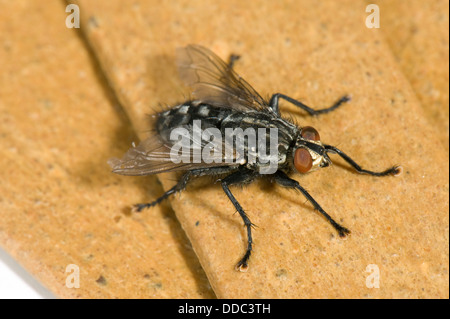 Flesh fly, Sarcophaga carnaria, adult fly Stock Photo