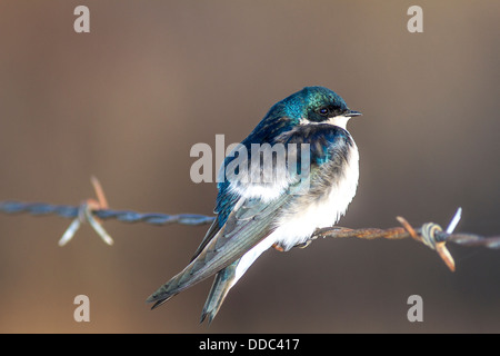 Tree Swallow (Tachycineta bicolor) Perched on wire showing beautiful green and blue colors, in the early morning light Stock Photo